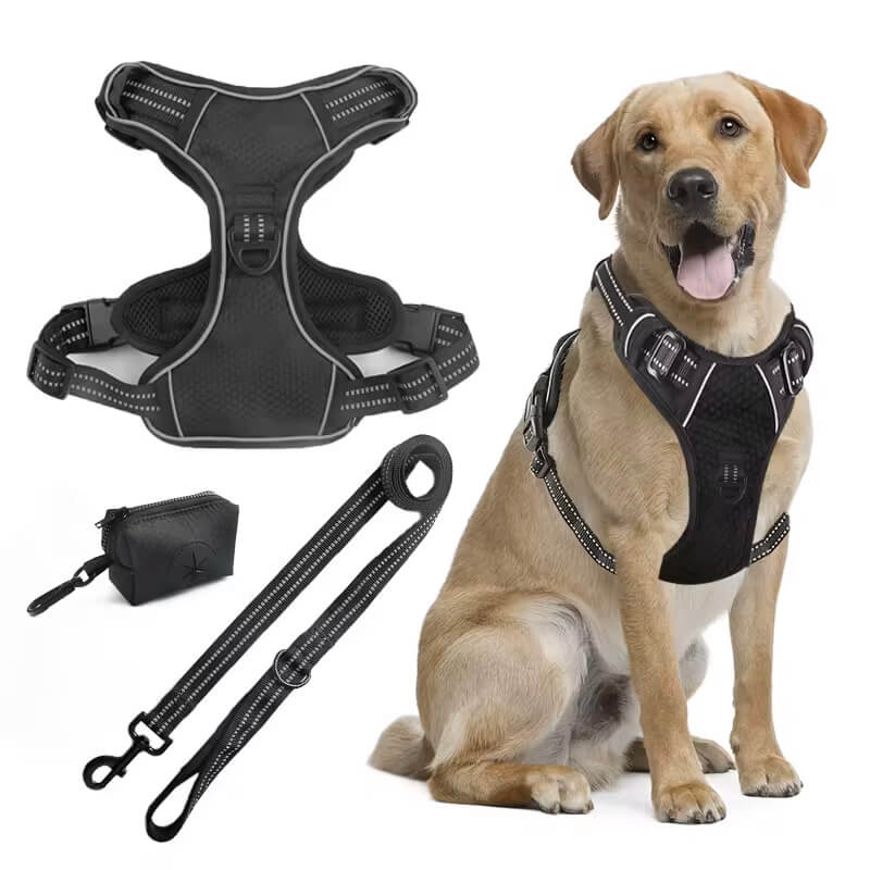 The Ultimate Leash & Harness Combo